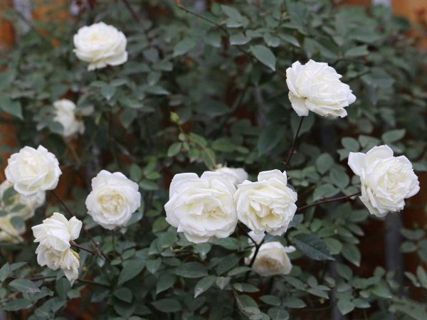 Hoa hồng bạch xếp
