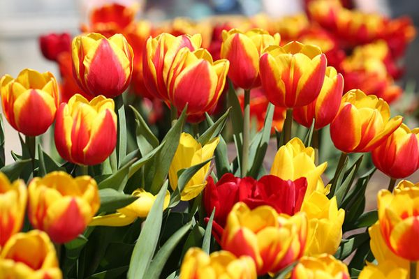 Hoa tulip loài hoa biểu tượng của tình yêu