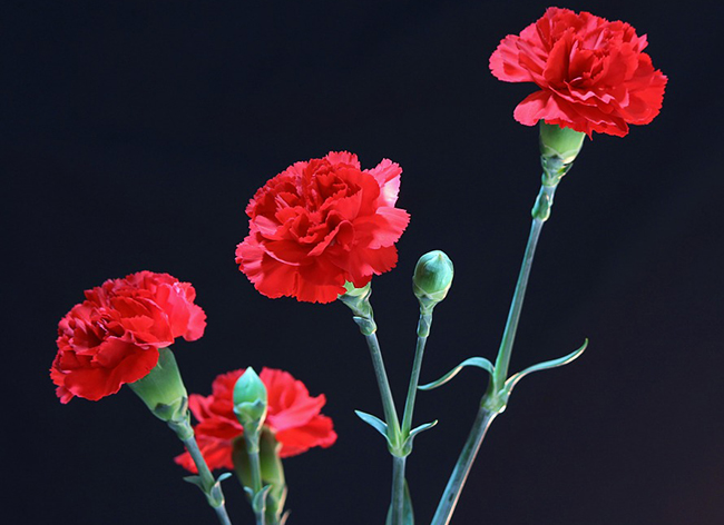 Ý nghĩa hoa cẩm chướng đỏ