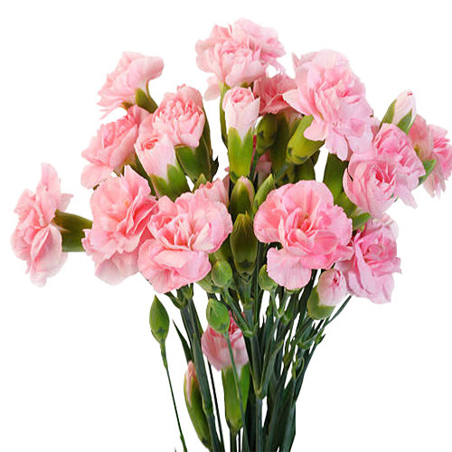 Ý nghĩa hoa cẩm chướng hồng