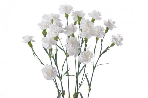 hoa cẩm chướng màu trắng
