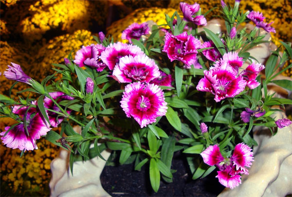 Cách trồng và chăm sóc hoa cẩm chướng