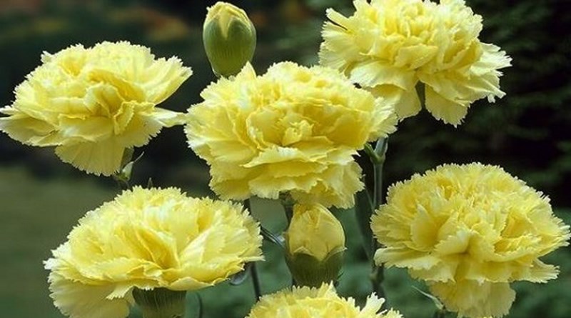 Ý nghĩa hoa cẩm chướng vàng