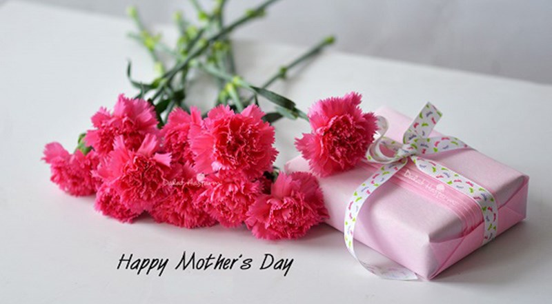 Hoa cẩm chướng ngày của mẹ