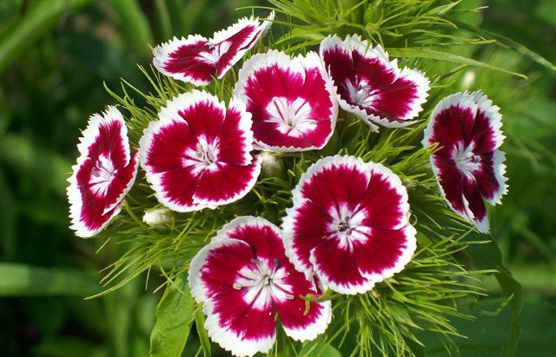 Hoa cẩm chướng sọc