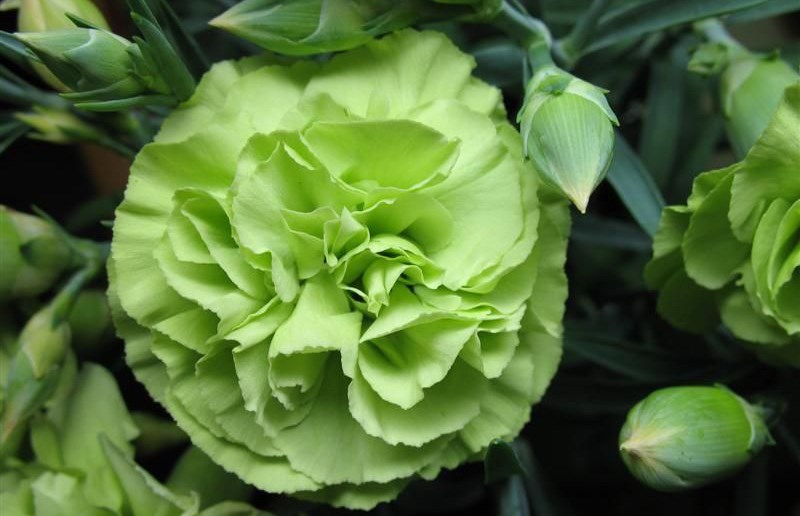 Hoa cẩm chướng xanh